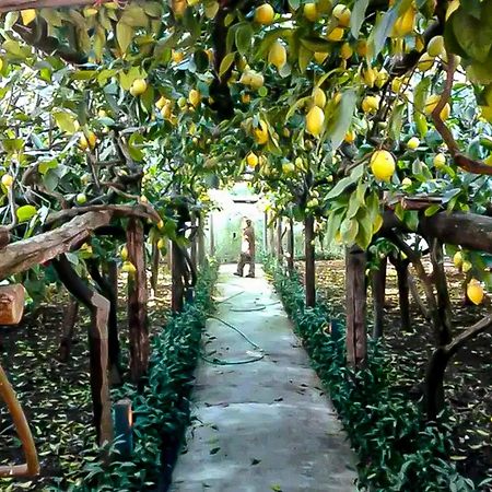 فيلا Limoneto Di Anna مايوري المظهر الخارجي الصورة