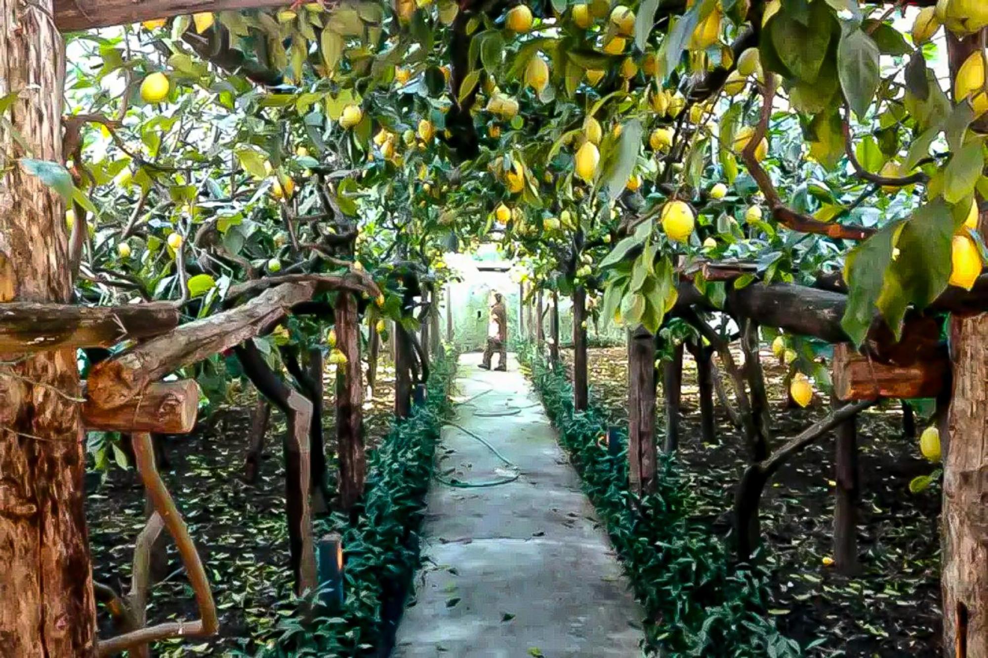 فيلا Limoneto Di Anna مايوري المظهر الخارجي الصورة